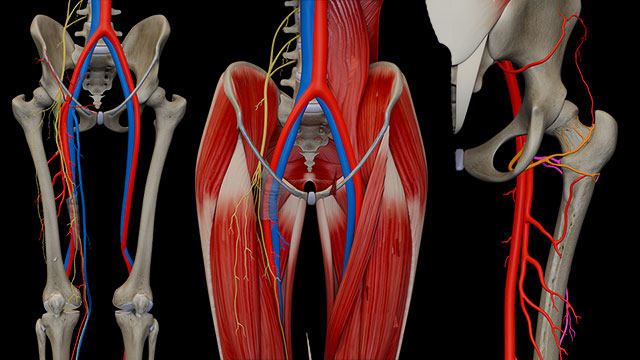 Anterior Thigh II:\nVessels, Nerves,\nAdductor canal