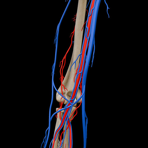 Arm II:\nVessels