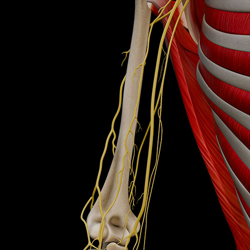 Arm III:\nNerves