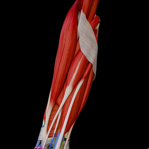 Forearm II:\nAnterior Muscles
