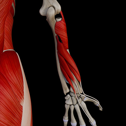 Forearm III:\nPosterior Muscles