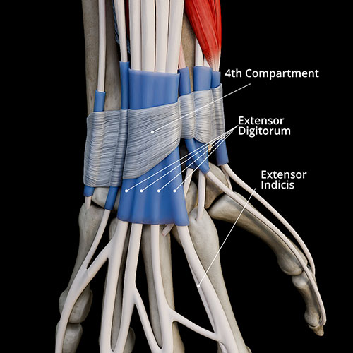 Flexor Retinaculum\nExtensor Retinaculum