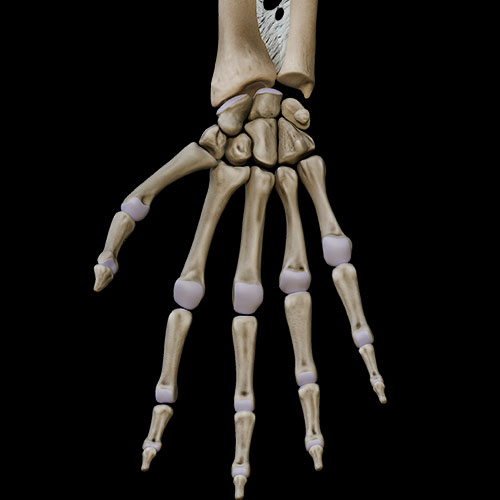 Hand V:\nBones