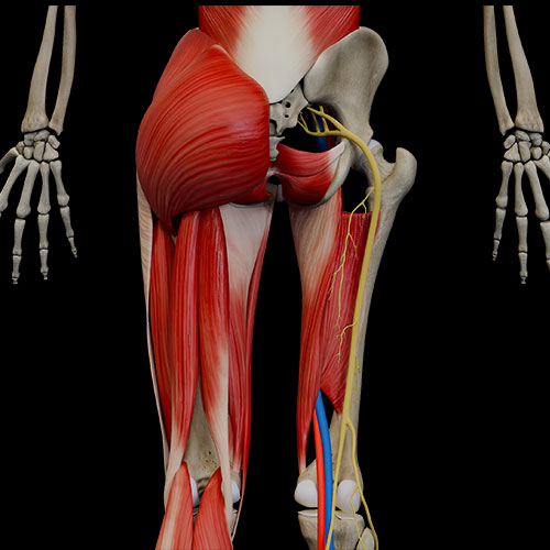 Posterior Thigh