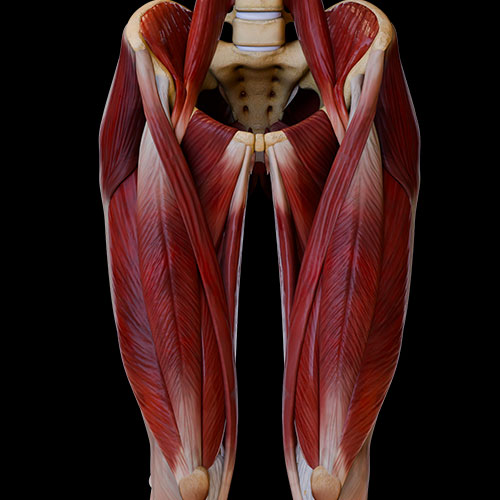 Anterior Thigh I:\nMuscles