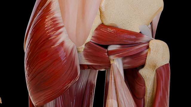 Gluteal Region I:\nMuscles