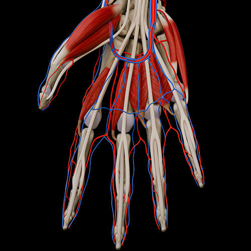 Hand III:\nVessels