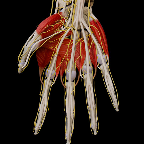 Hand IV:\nNerves