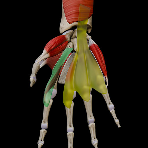 Hand VI:\nPalmar Spaces\nCompartments