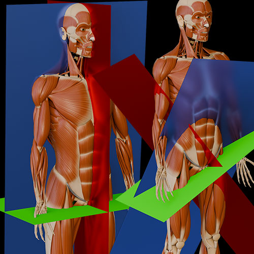 Anatomical\nNomenclature