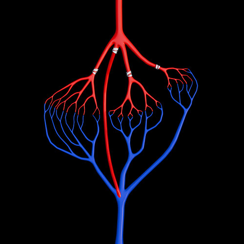 General Anatomy:\nCardiovascular\nSystem