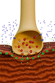 Nerve & Muscle