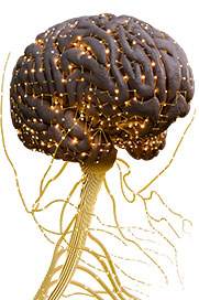 Nervous System